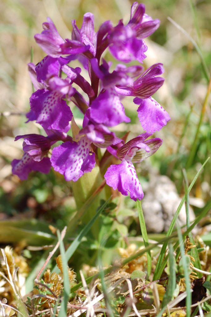 Nahaufnahme einer kleinen Pflanze mit mehreren violetten Blüten.