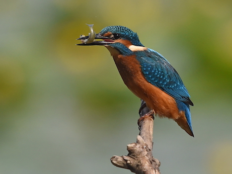 Ein Vogel mit blauem Rückgefieder und rötlicher Brust. Der Vogel sitzt auf einem Ast und hält einen kleinen Fisch in seinem Schnabel.
