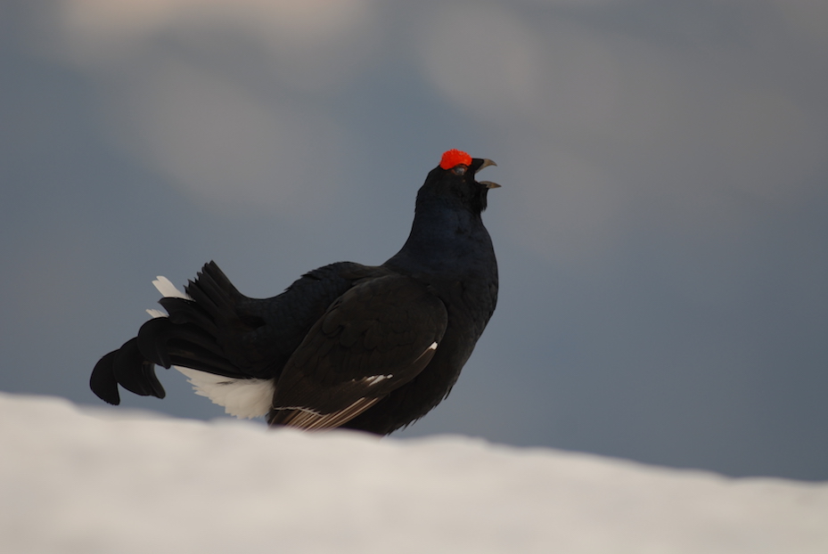 Ein Birkhahn im Schnee. Die Federn des Vogels sind schwarz mit weißen Schwanzfedern und rotem Kopf.