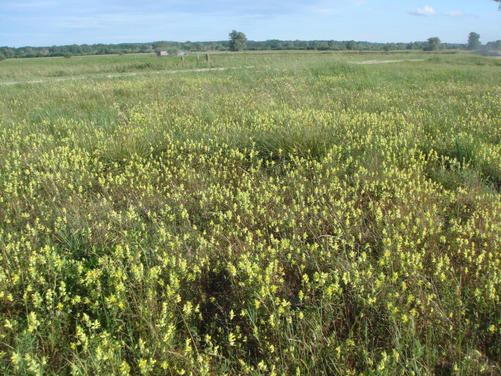 Weitläufige Wiese mit vielen Blumen und anderen Gewächsen. Im Hintergrund ist ein leichter Feldweg zu erkennen und ein Waldrand.