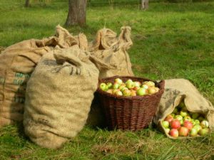 Apfelsäcke und Korb auf einer Wiese