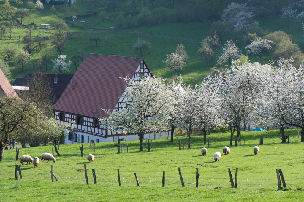Streuobstwiese mit weiß blühenden Kirschbäumen, Schafen und einem Fachwerkhaus im Hintergrund