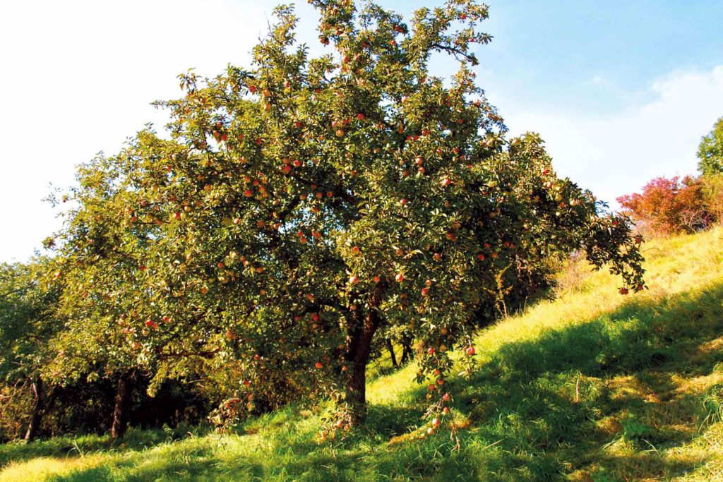 Obstbäume auf einer Wiese