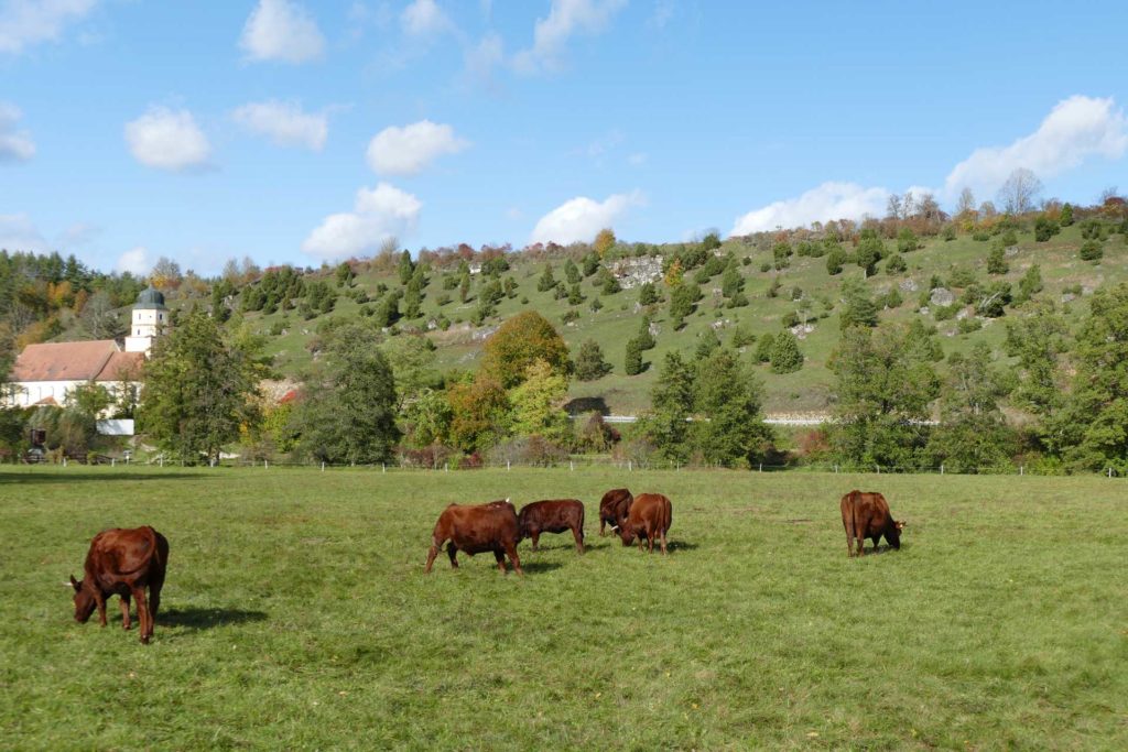 Grünes Tal mit sechs Kühen auf einer Weide