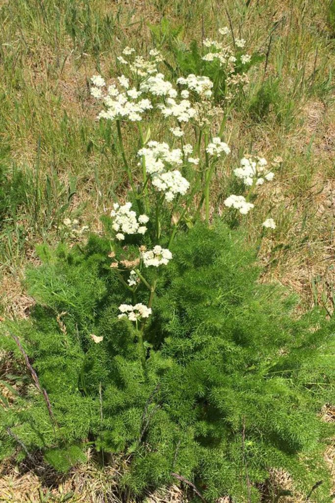 Eine grüne Staude mit weißen Blüten auf einer Wiese