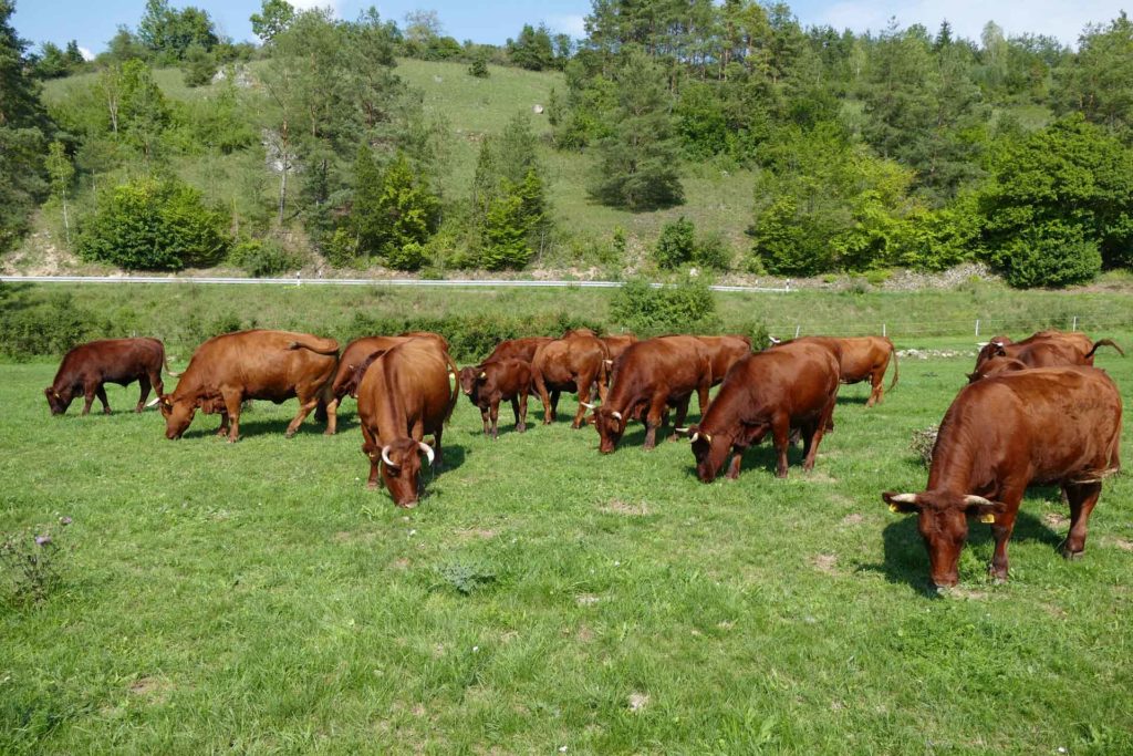 Rotbraune Kühe auf einer Weide