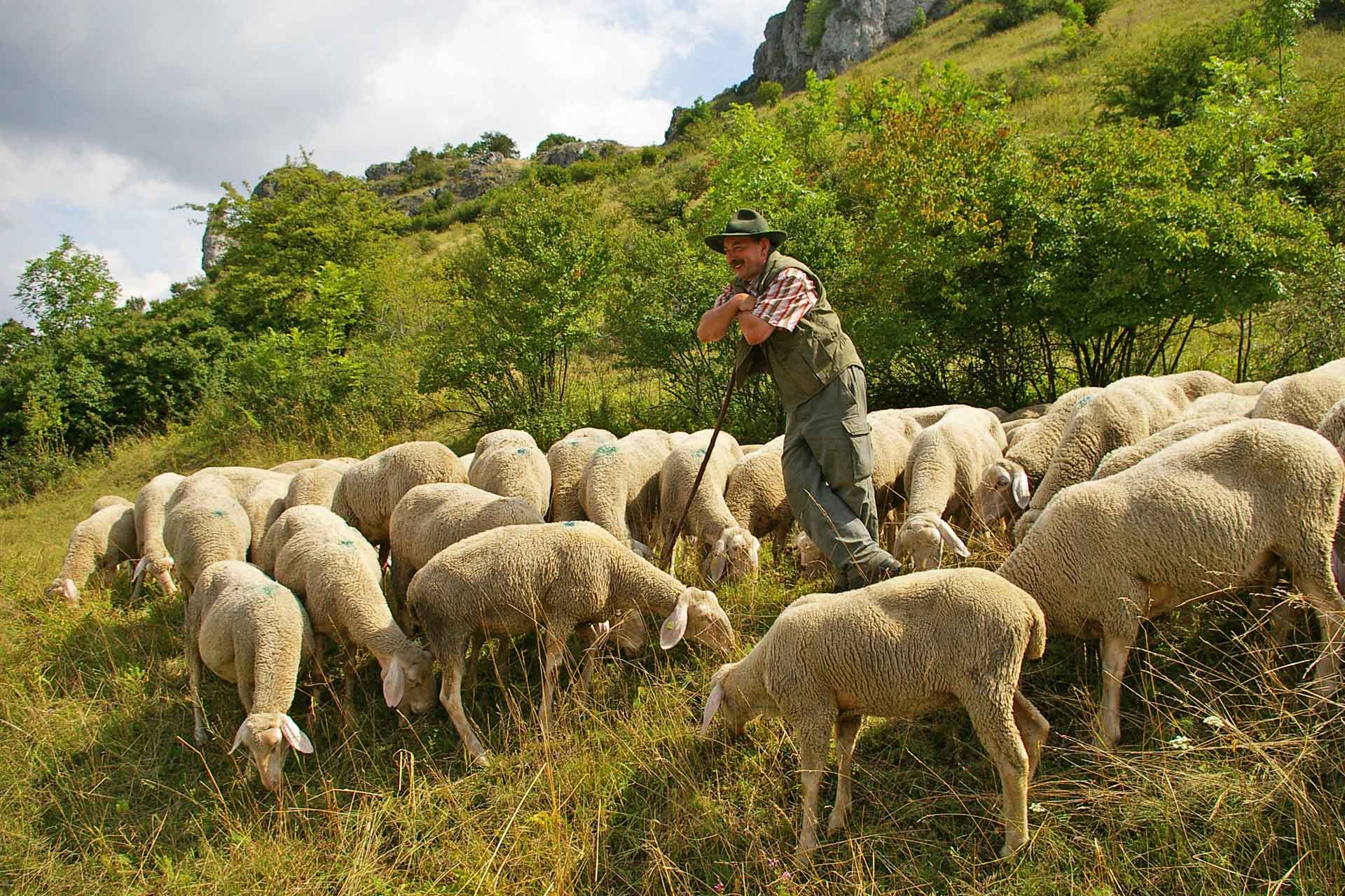 Jura Lamm – Qualität aus der Fränkischen Schweiz