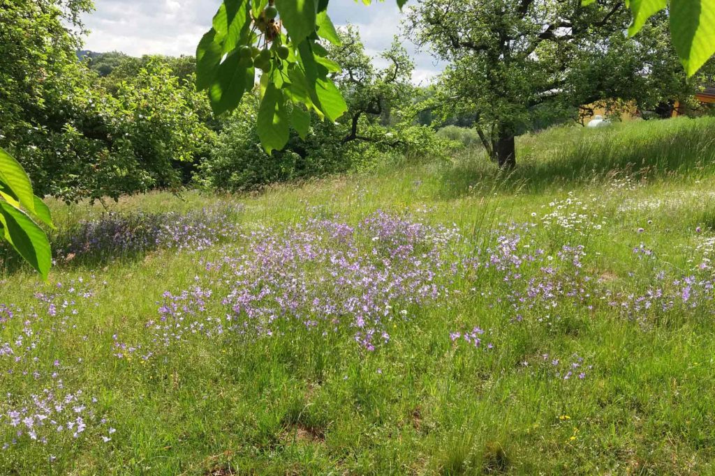 JD-Honig-Bild-Gebiet-Hofberger_Web Grüne Wiese mit violetten Blumen und Bäumen