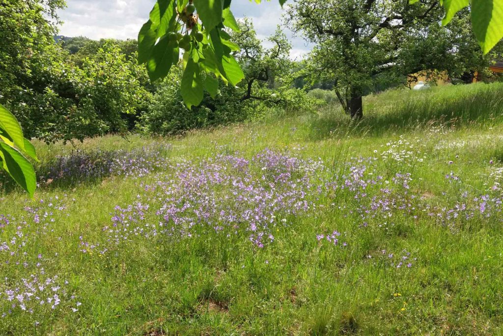 Grüne Wiese mit violetten Blumen und Bäumen