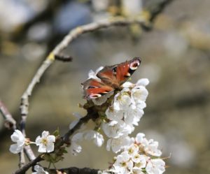 Schmetterling auf einer Blüte