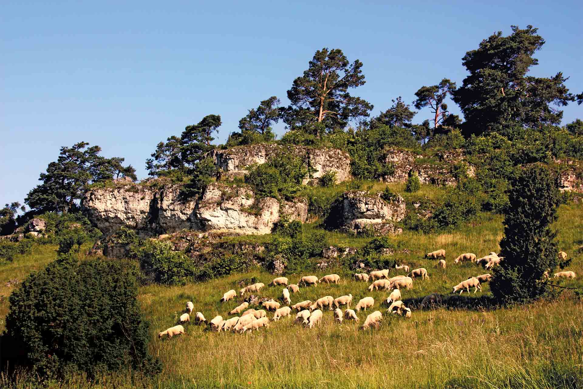 Juradistl-Lamm – So schmeckt Hirtenland