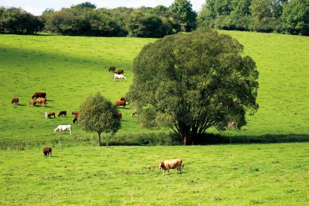 Eine grüne Wiese mit einem großen Laubbaum, auf der mehrere Rinder weiden.