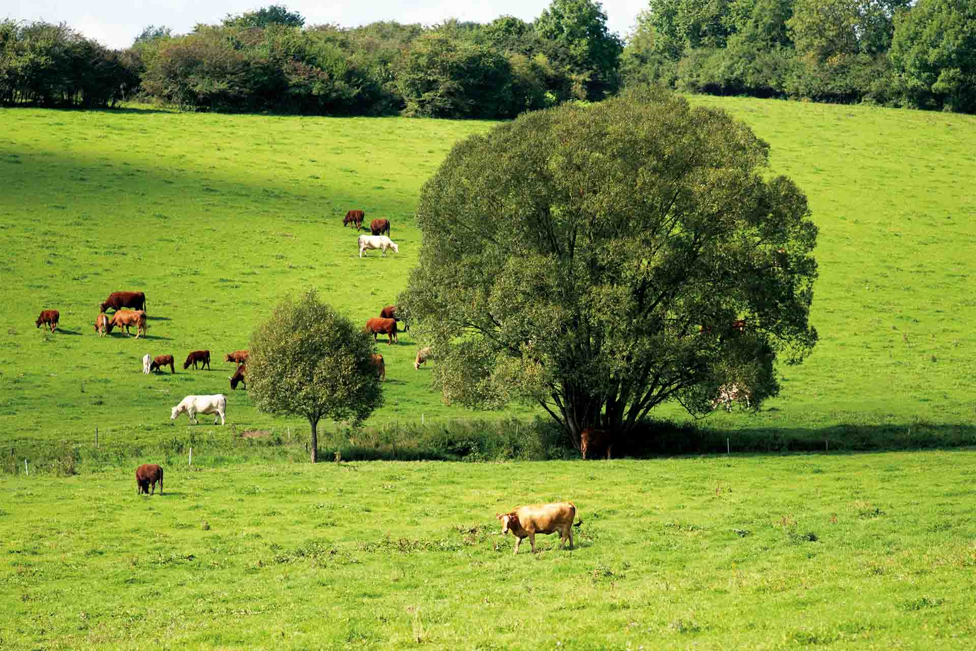 Juradistl-Weiderind – So schmeckt Weideland