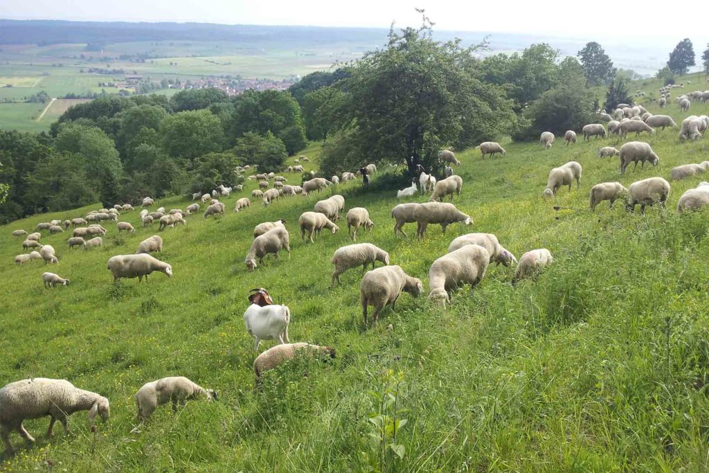 Eine Schafherde weidet auf einem grünen Hang, im Hintergrund sind alte Obstbäume zu sehen.