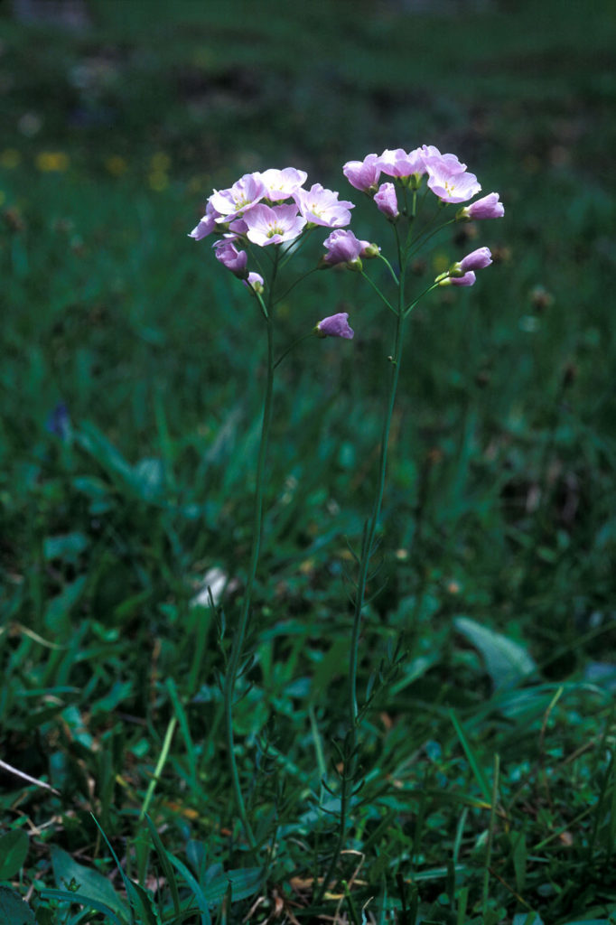 Das Wiesenschaumkraut ist eine kline Pflanze mit rosafarbenen Blüten, die hier auf einer Wiese wächst.