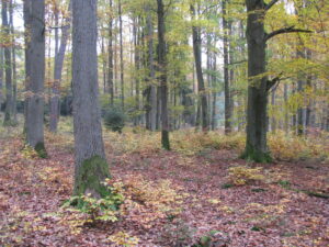 Ein lichter Laubwald im Herbst.