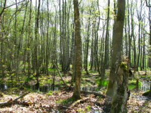 Ein frühlingsgrüner Wald.