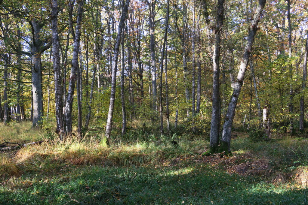 Ein lichter Laubwald im Sommer.