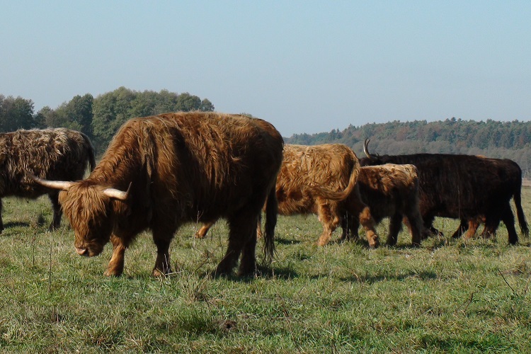 Zottelige braune Rinder mit Hörnern auf der Weide.