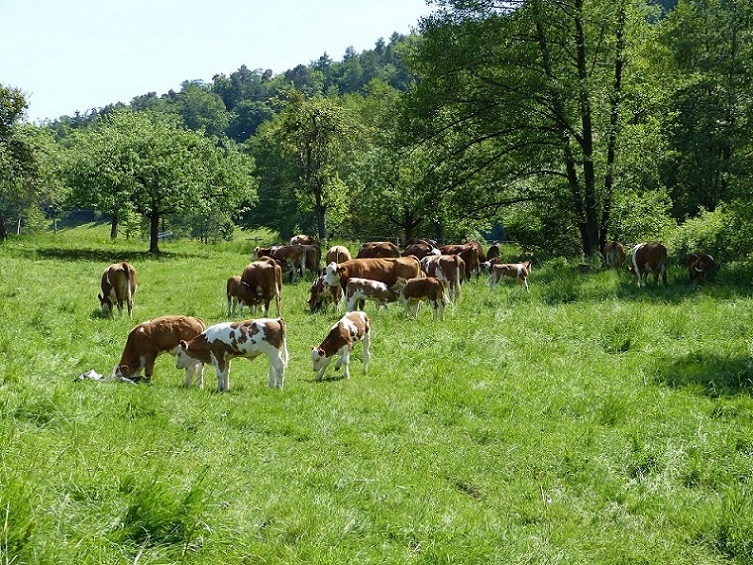 Braunweiße Kühe auf einer grünen Weide umgeben von Laubbäumen.