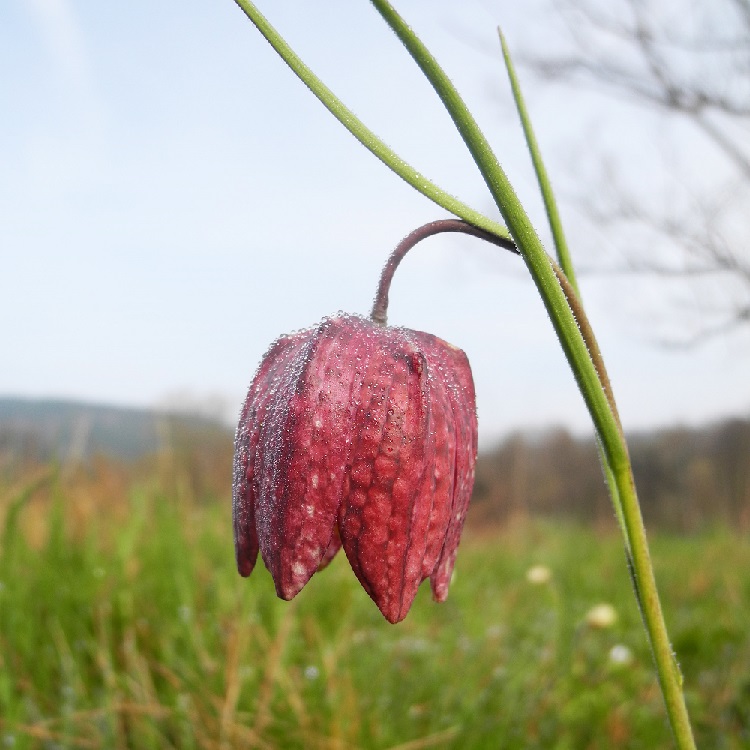 Eine große rotviolette glockenförmige Blüte an einem langen dünnen Stiel.