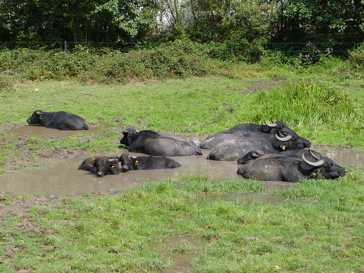 Wasserbüffel baden in einer Suhle.