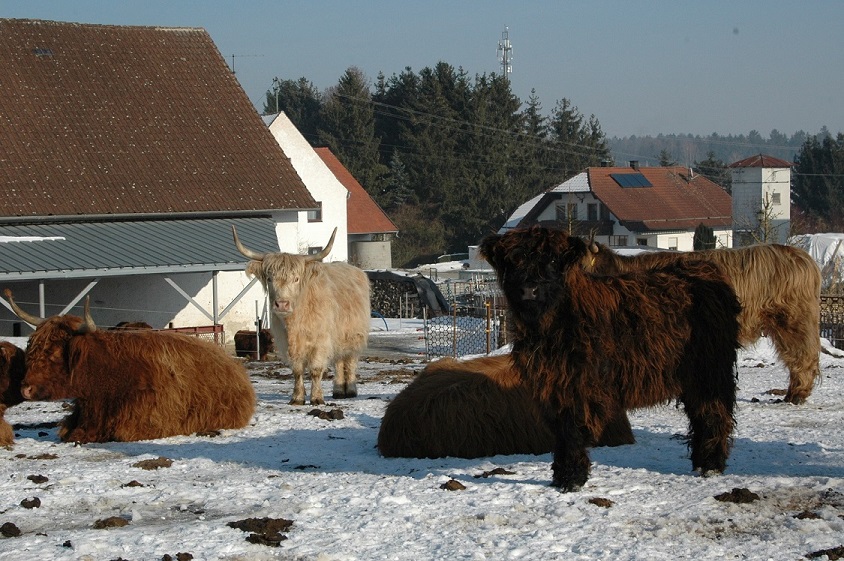 Braune und weiße zottelige Rinder stehen auf einer schneebedeckten Wiese vor einem Gebäude.