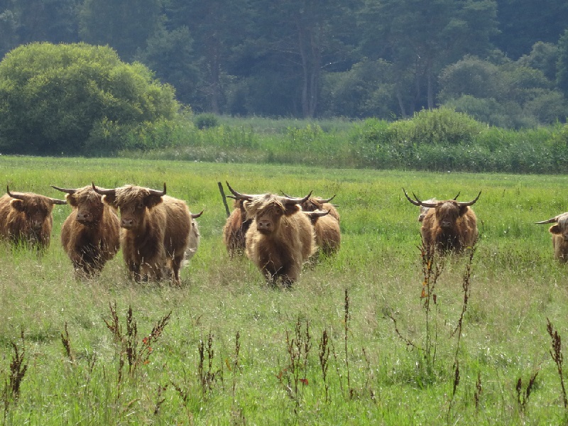 Eine Gruppe zotteliger gehörnter Rinder im hohen Gras.