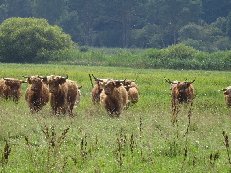 Hochlandrinder aus dem Forstmoos