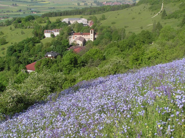 Blühende Hangwiese, im Hintergrund ist ein Ort mit einer Kirche zu sehen.