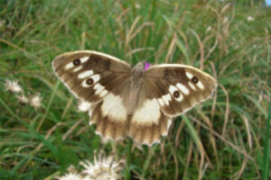 Der Schmetterling Berghexe sitzt auf einer Blume.