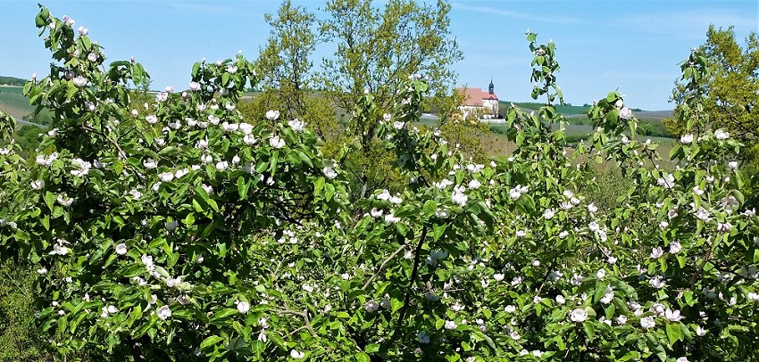 Blühende Quittebäume, im Hintergrund eine Kirche.