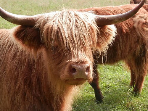 Ein braunes Rind mit Hörnern, dem lange Haare über die Stirn fallen.
