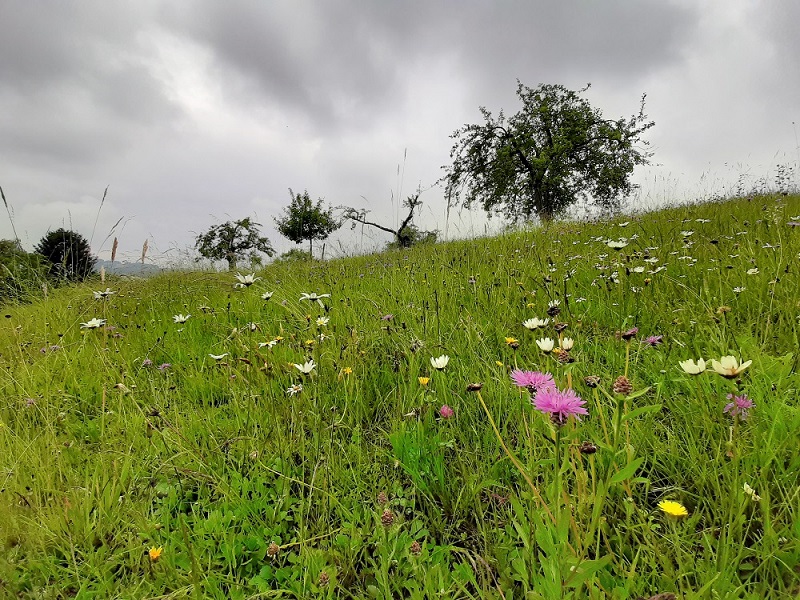 Eine leicht abfallende grüne Wiese mit Böumen vor wolkigem Hintergrund mit Bäumen.