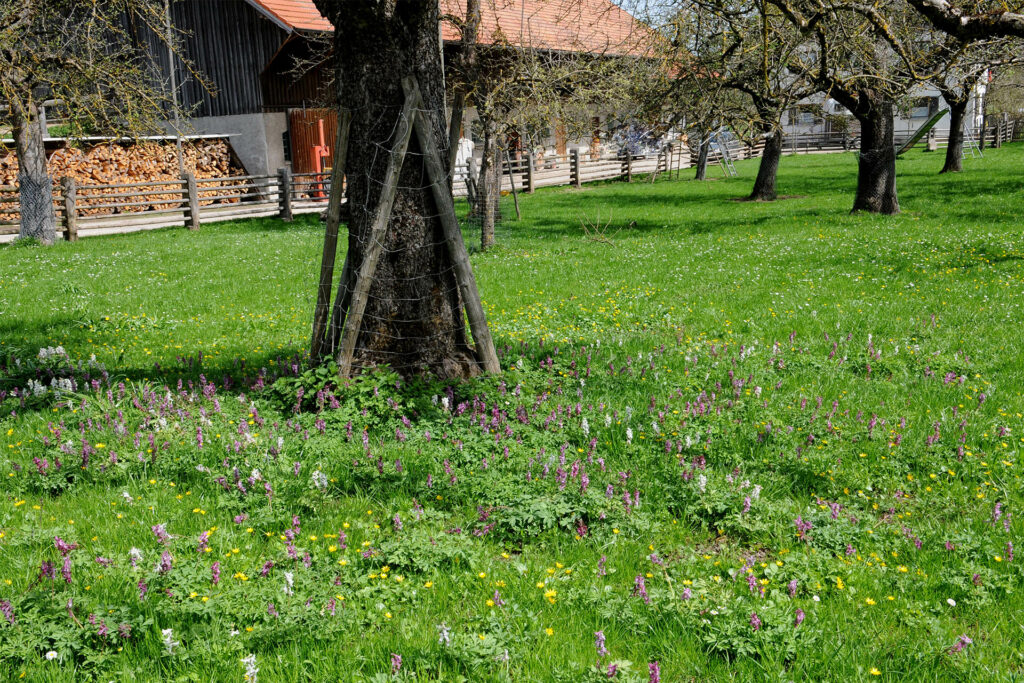 Wiese mit Apfelbaum und Frühlingsblumen