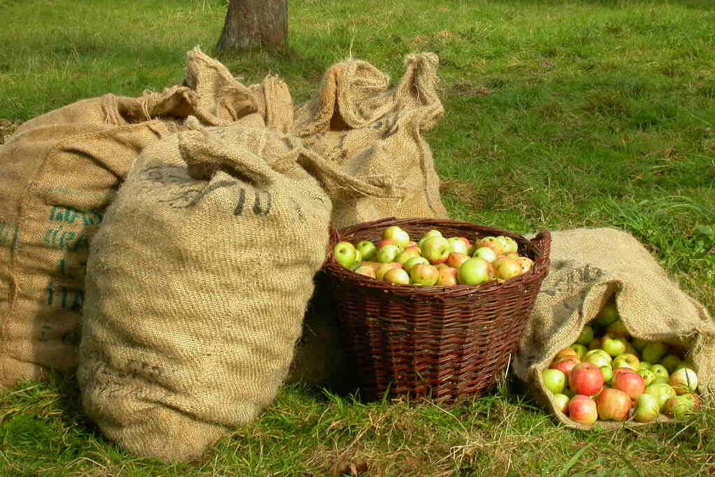 Apfelsäcke und Korb auf einer Wiese