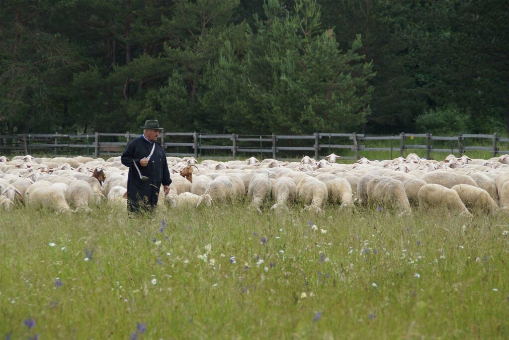 Schäfer mit Schafherde auf einer Wiese mit hohem Gras und Blumen.