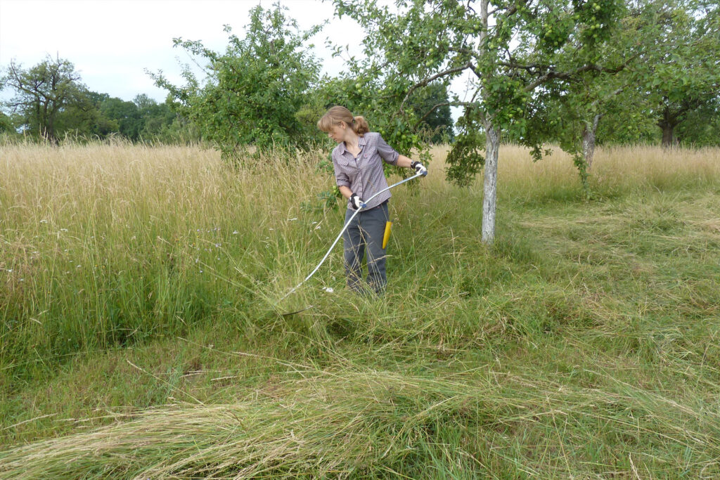 Eine Frau mäht mit einer Sense hohes Gras auf einer Wiese mit Apfelbäumen