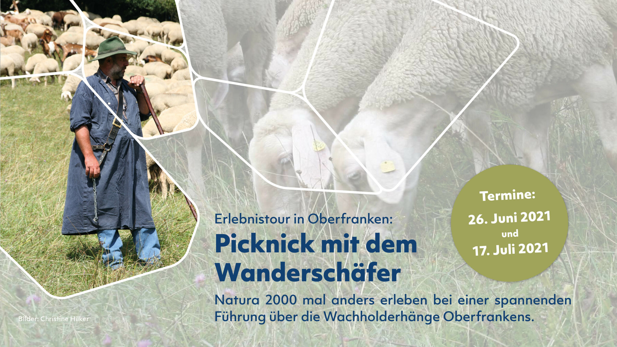 Ein Schäfer mit seiner Herde auf einer Wiese, darübergelgt ist der Text "Picknick mit dem Wanderschäfer"