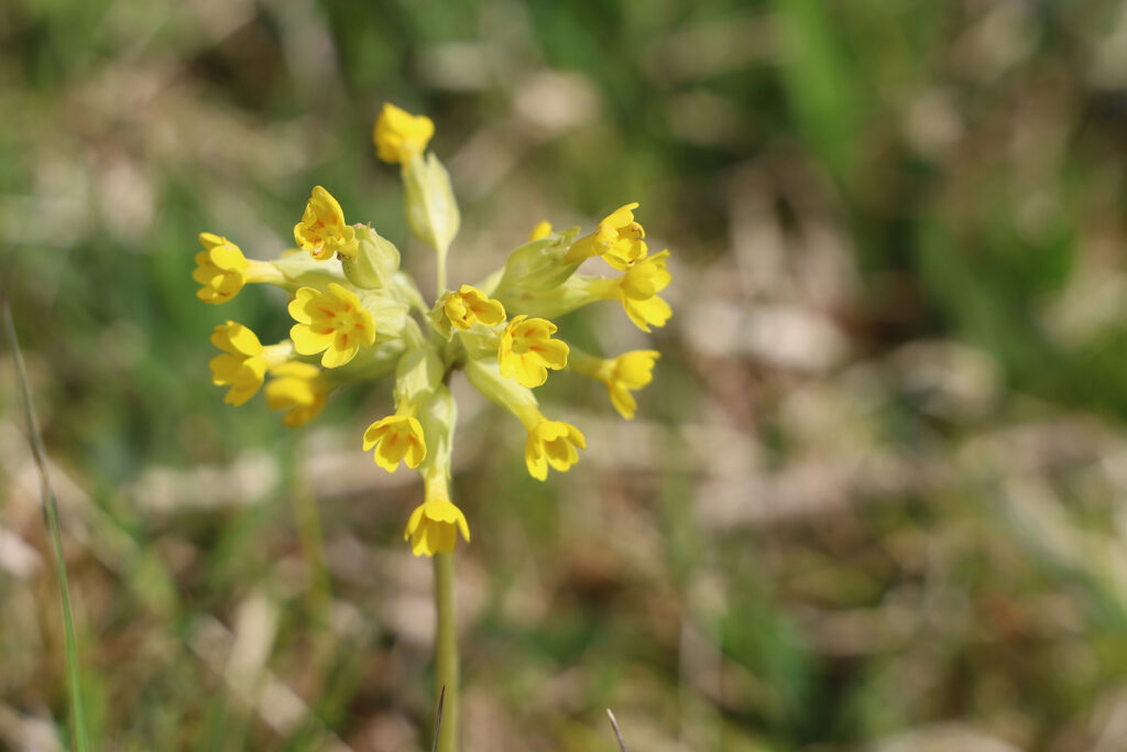 Gelbe, glockenförmige Blüten der Echten Schlüsselblume.