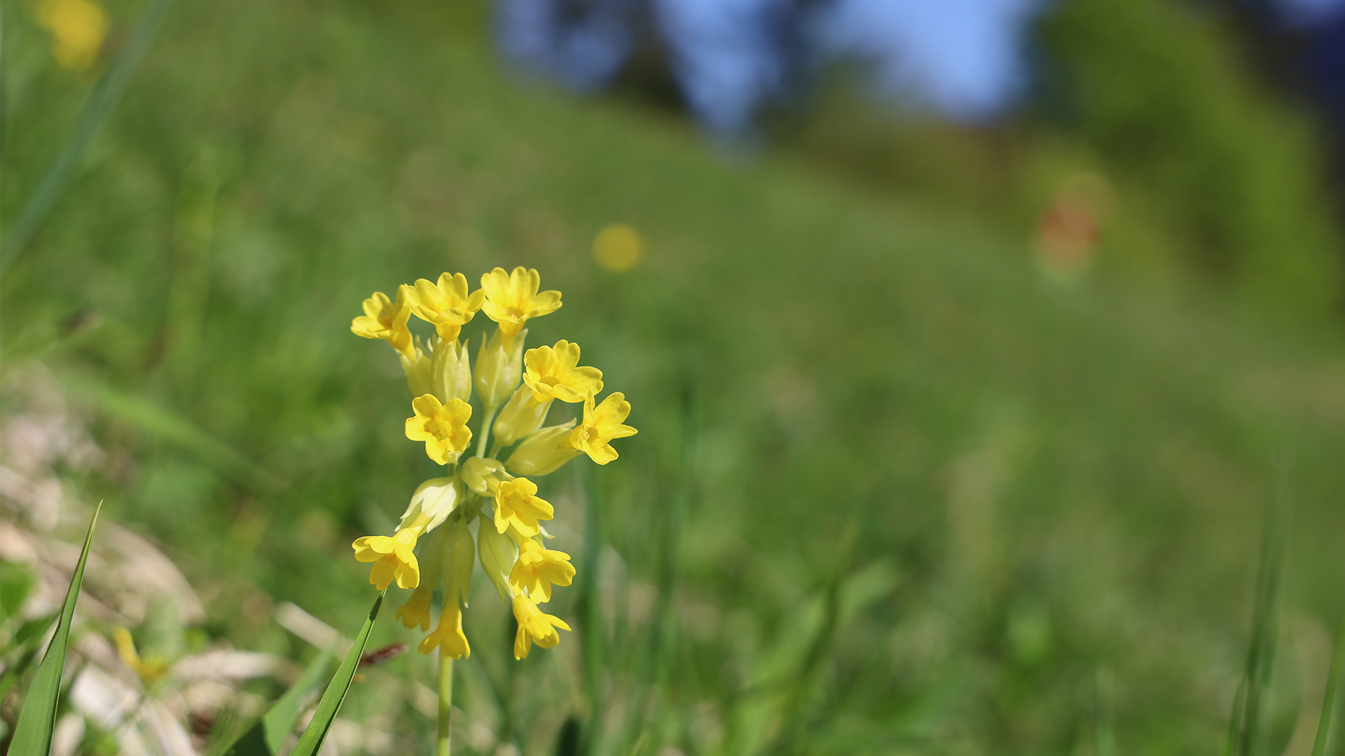 Die sonnengelben Blüten der Echten Schlüsselblume