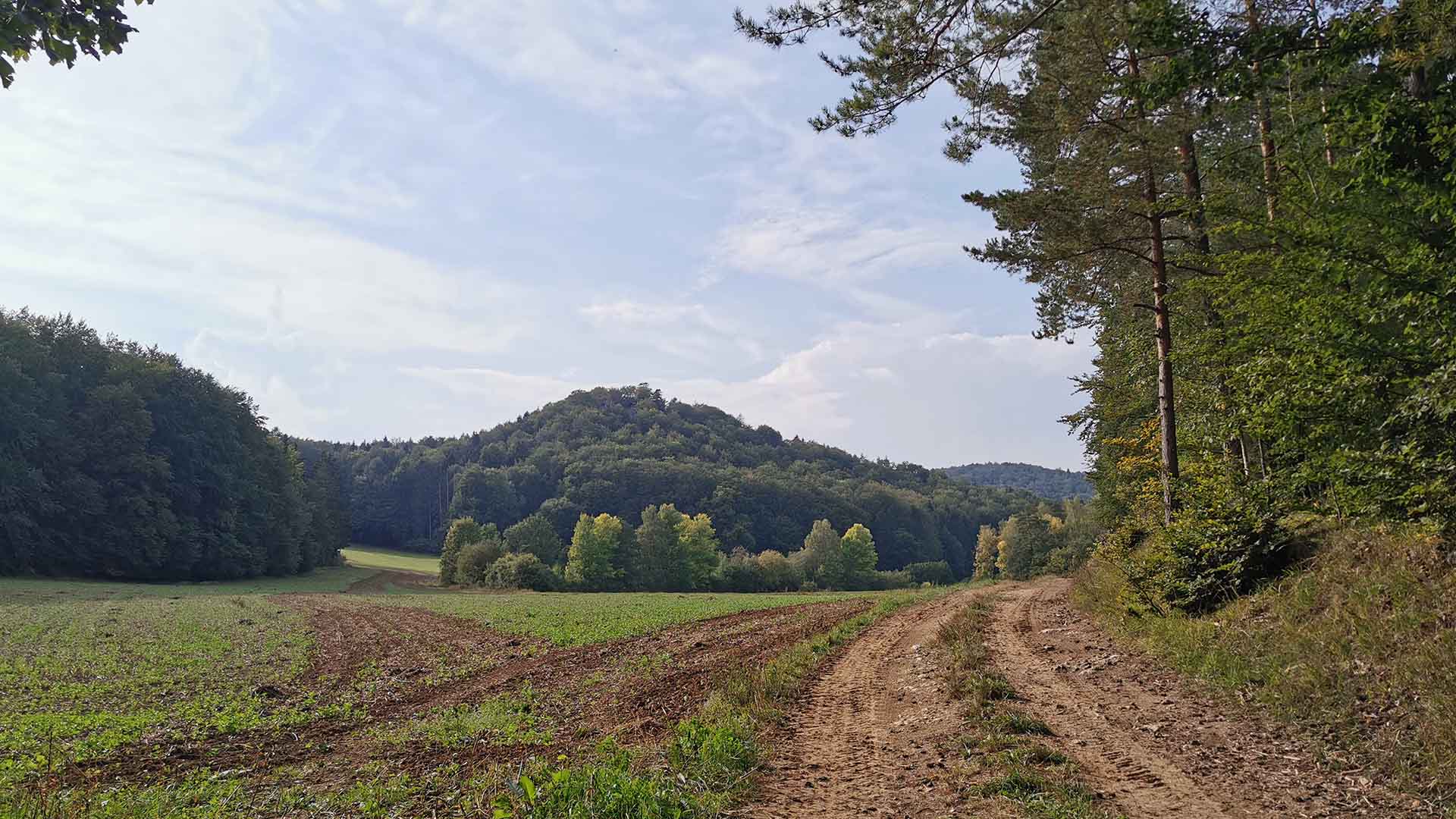 Neben dem Wald führt ein Feldweg. Links davon liegen Felder und bewaldete Hügel.