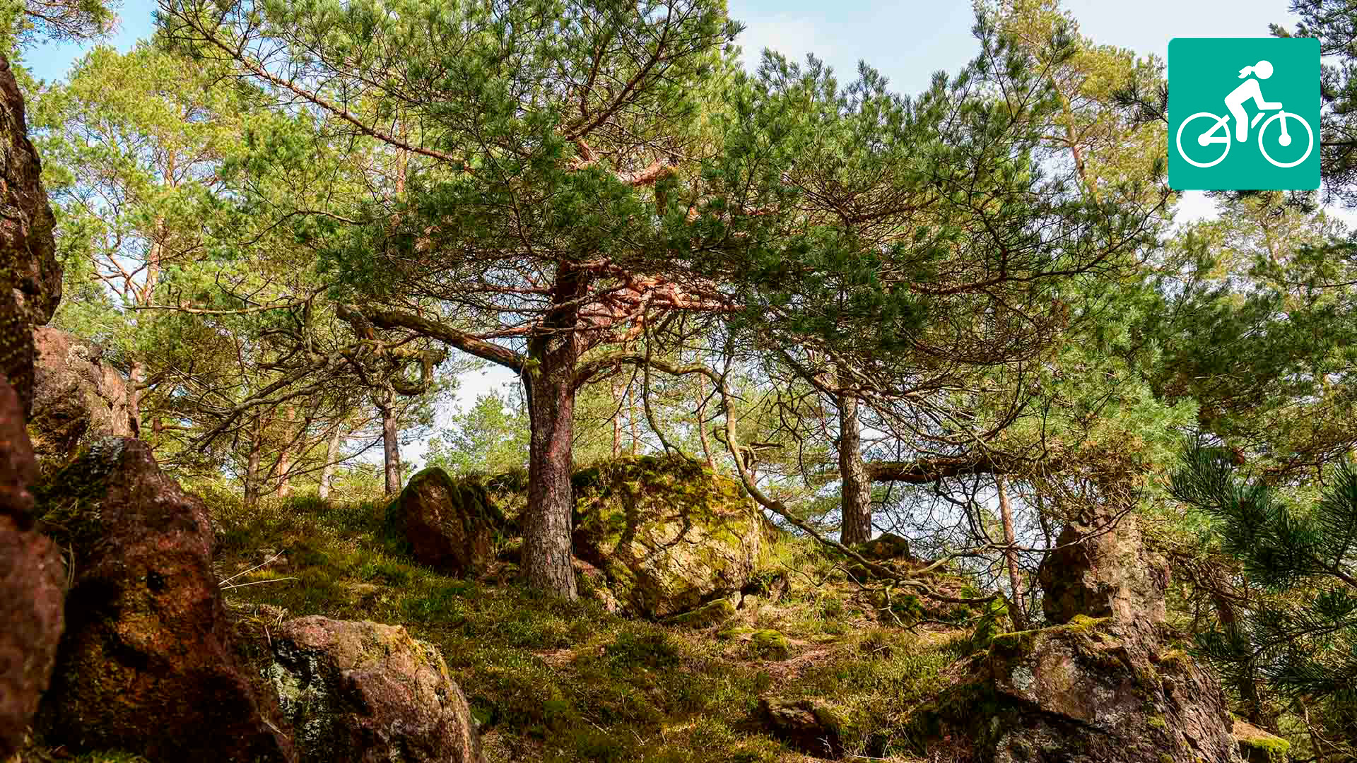 Kiefern auf einer Anhebung mit vereinzelten Gesteinen.