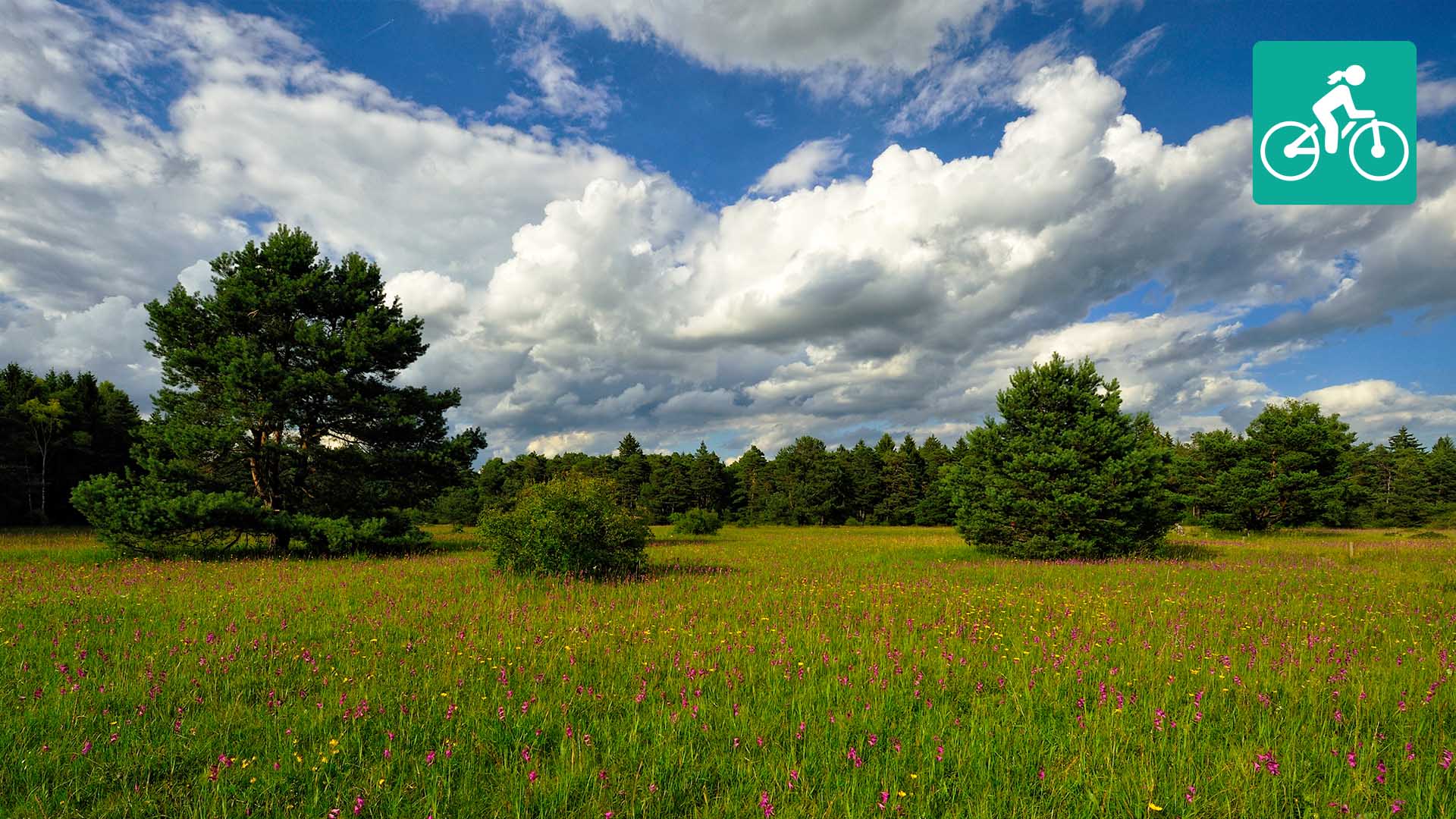 Landschaft einer Heidefläche und vereinzelten Bäumen.