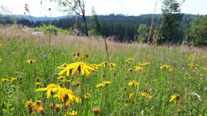 Wiese mit blühenden Blumen und im Hintergrund Nadelwälder.