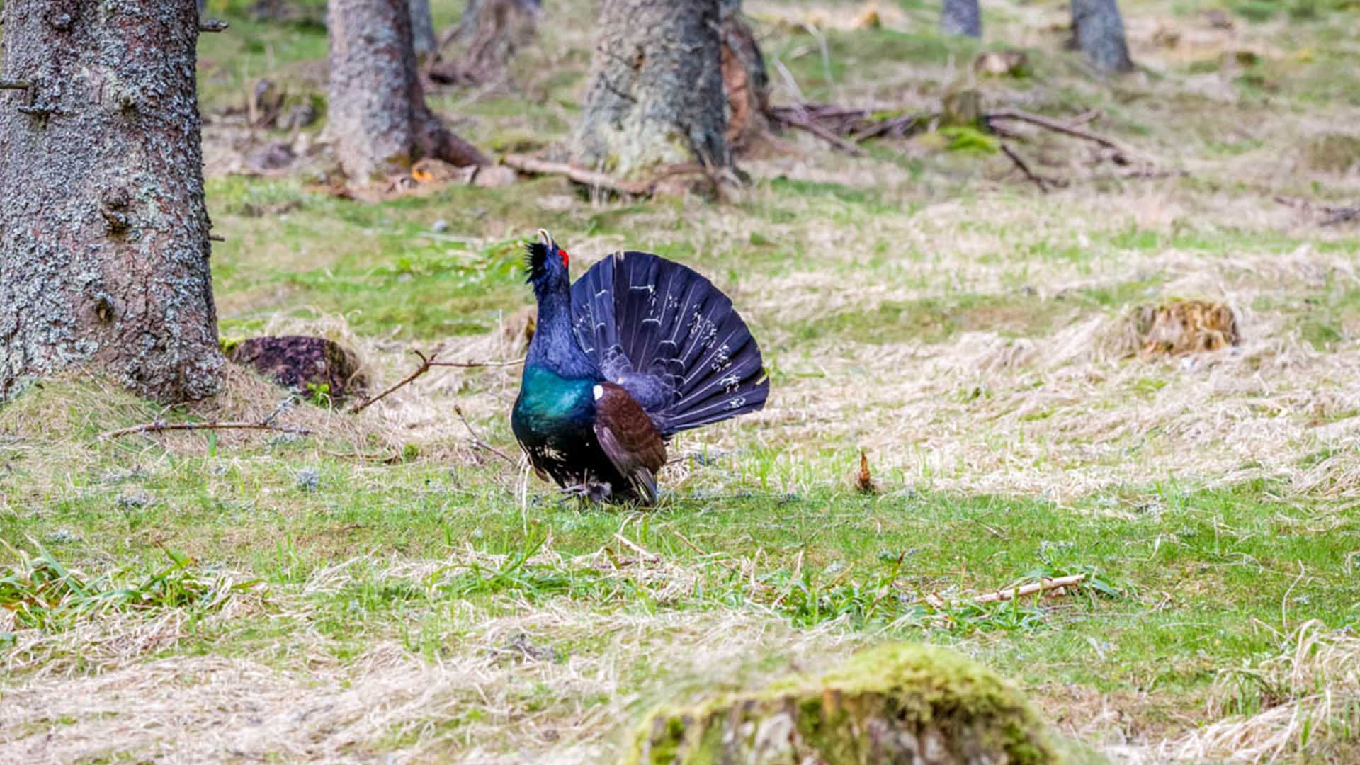 Auerhahn steht auf dem Waldboden.