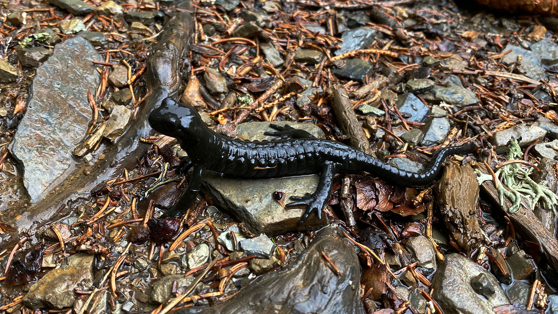 Alpensalamander aus der Nähe auf einem nassen Walduntergrund.