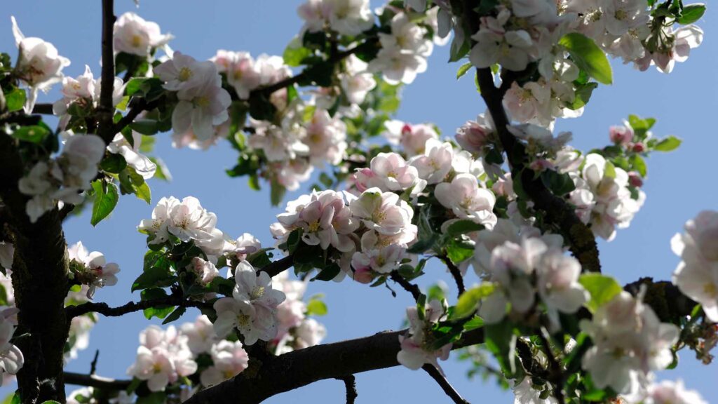 Eine Nahaufnahme von Apfelblüten.