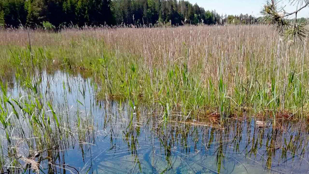 See mit einer Vertiefung am Seeboden und Schilf im Hintergrund.