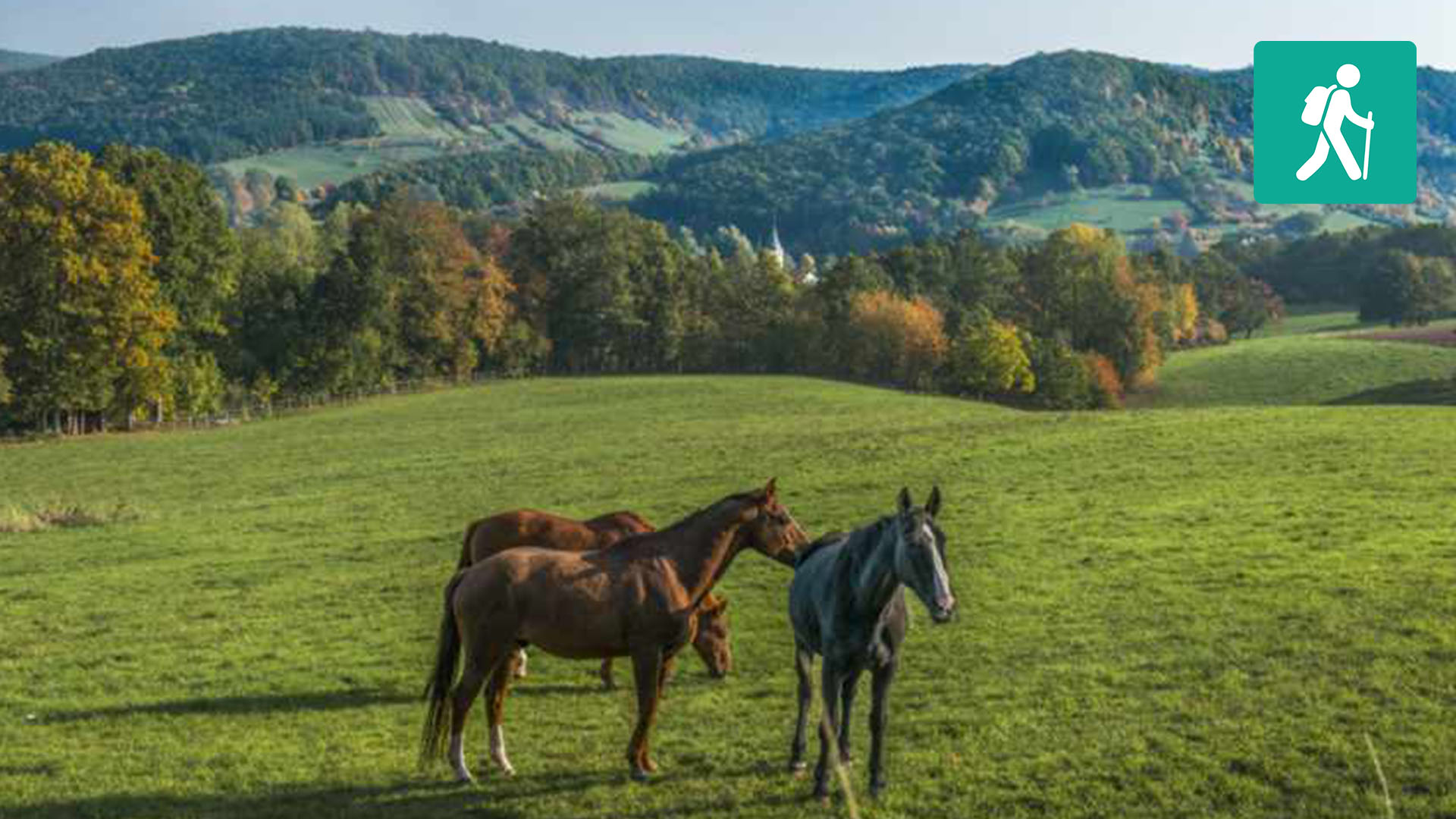 Drei Pferde stehen auf einer Wiese vor bewaldeten Hügeln.